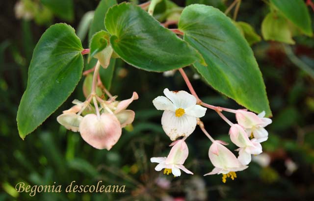 B. descoleana